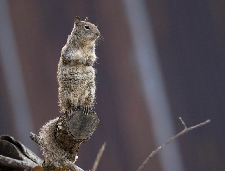 Squirrel, Elkton, Oregon, USA